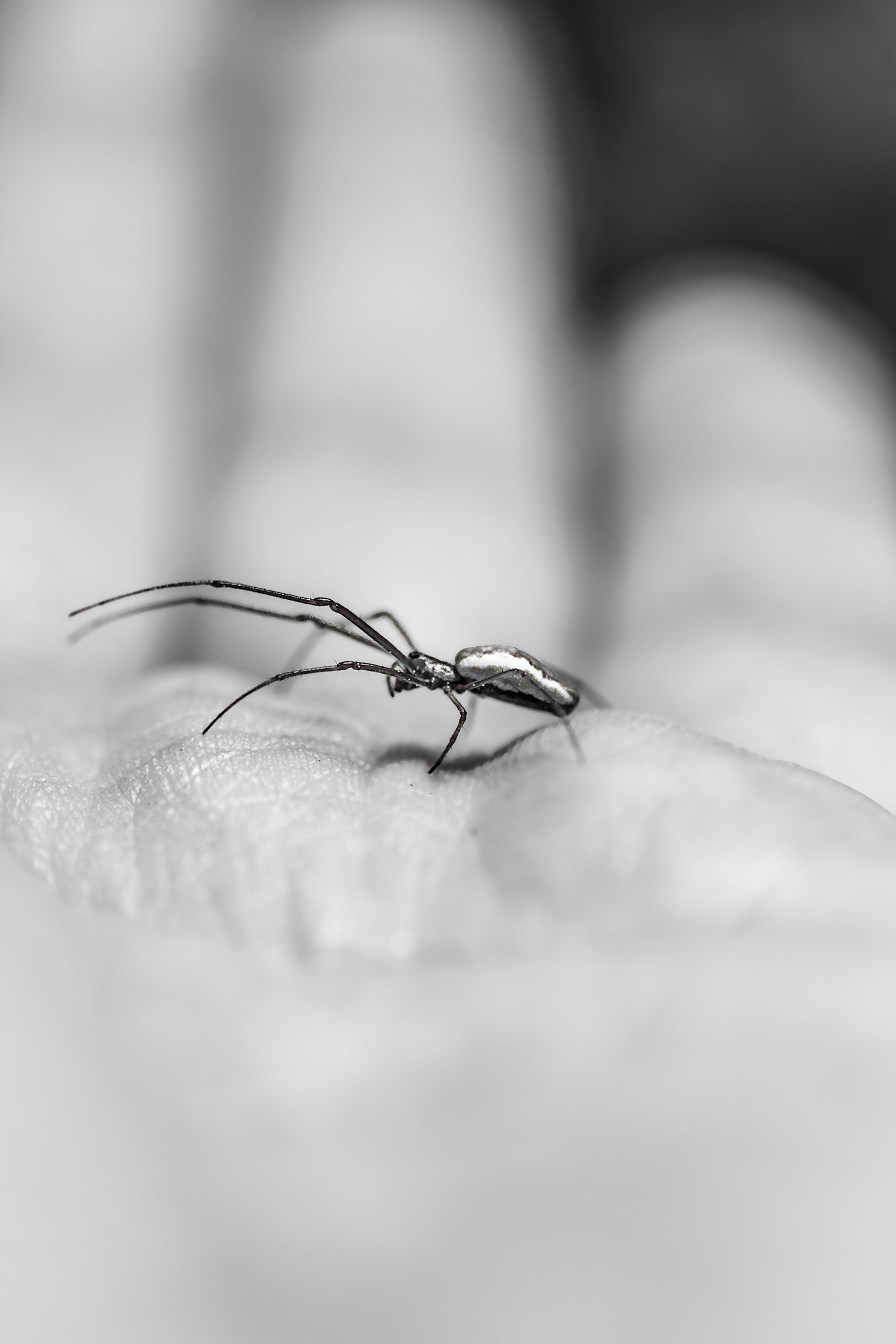 Leandro Chianetta IF YOU WANT TO LIVE AND THRIVE, LET THE SPIDER RUN ALIVE