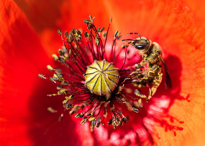 Leandro Chianetta NATURE IN THE HEART