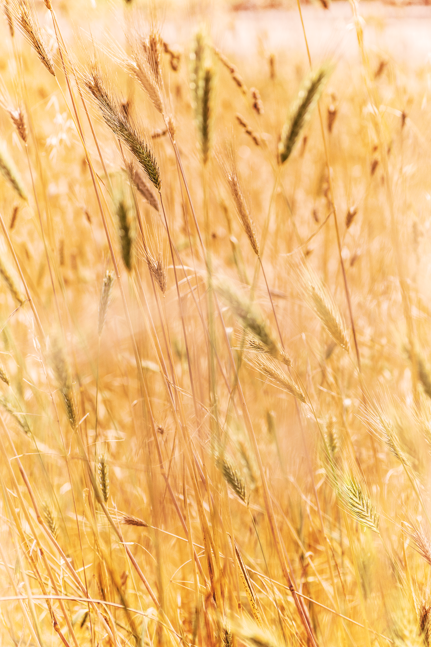 Leandro Chianetta FIELDS