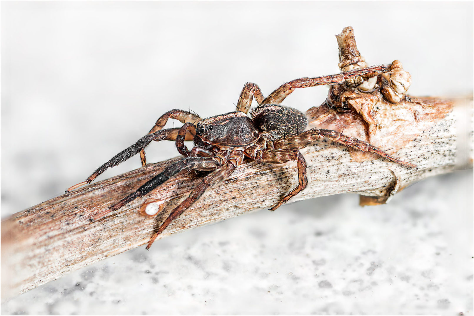 Leandro Chianetta SPIDER