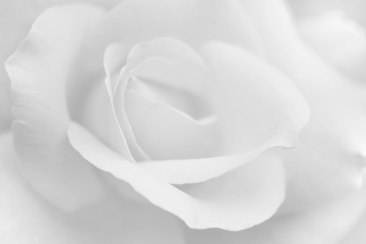 White Rose