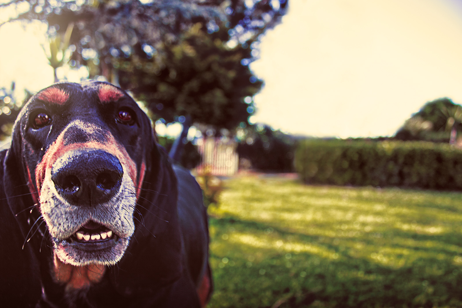 Leandro Chianetta - Pluto