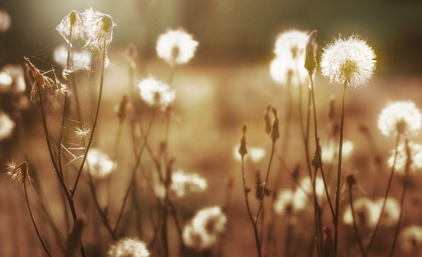 Leandro Chianetta - Summer