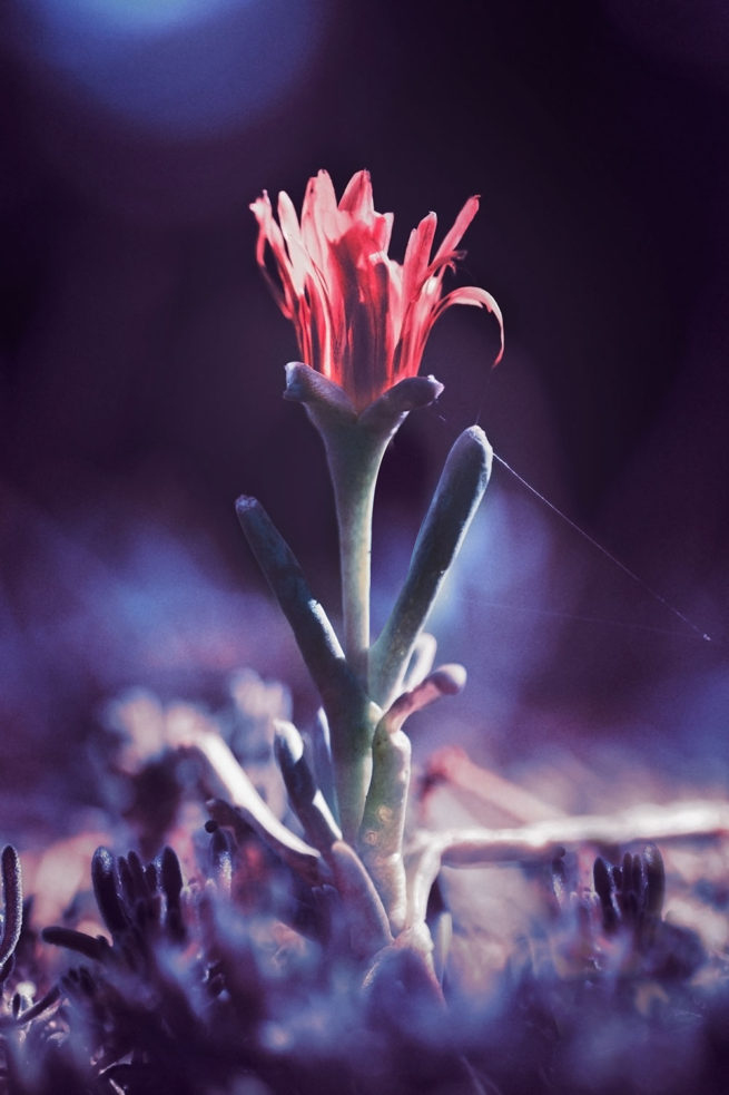 Thou Canst Not Stir A Flower, Without Troubling of A Star - Leandro Chianetta